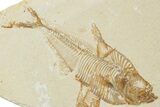 Multiple Fossil Fish (Diplomystus) Plate - Wyoming #224687-1